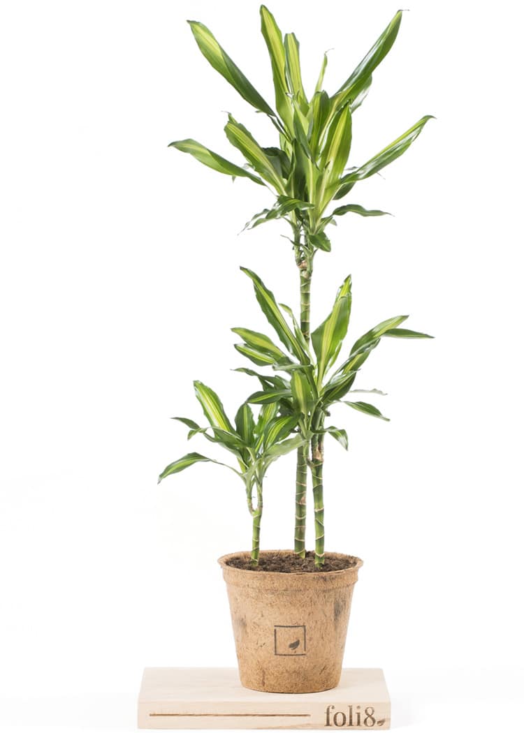 Foli8 Dragon Tree Plant