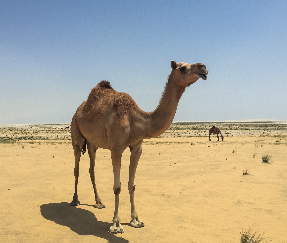 desert safari Qatar