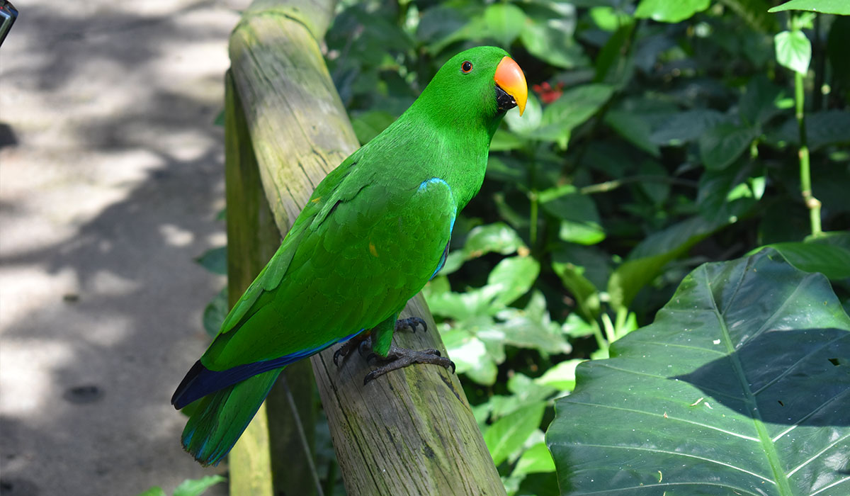 Birdworld Kuranda Queensland Australia