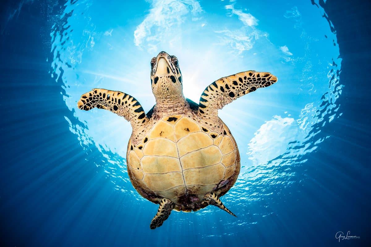 Shangri-La Ocean Encounters Hawksbill Turtle
