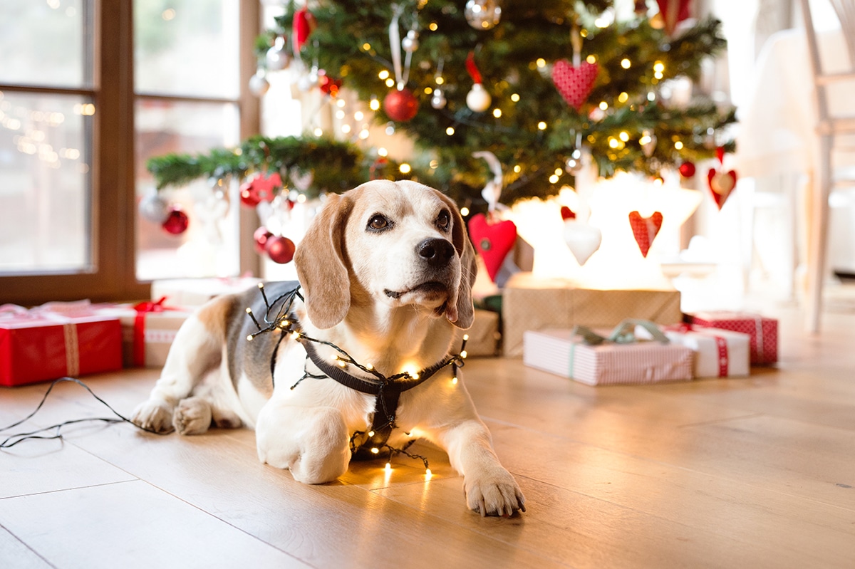 Top gifts to spoil your dog this Christmas - Seen in the City