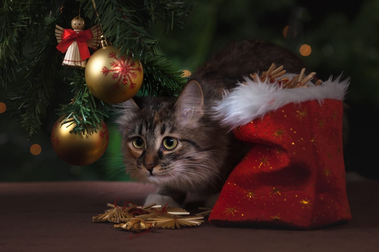 Christmas gifts for pets