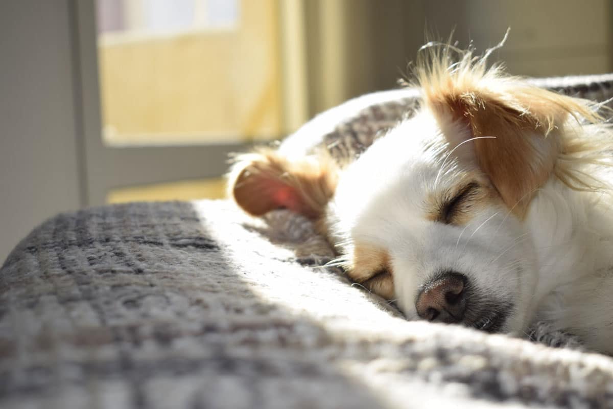 3 Surprising Ways To Make Your Dog’s Day Extra Special