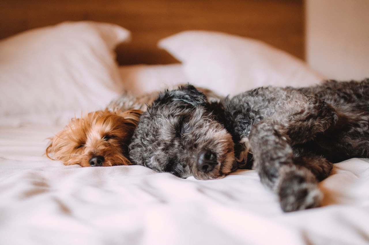 Is CBD Safe for Your Pets? All you need to know...