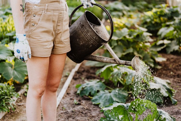 beginners guide to gardening