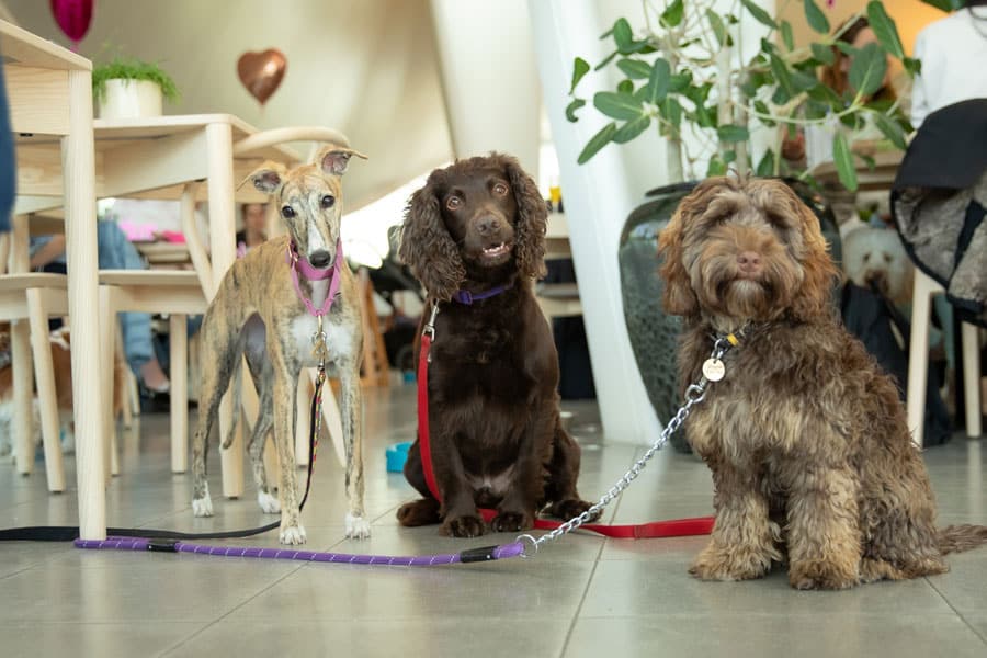 Dog-Friendly Cafes In London The Magazine