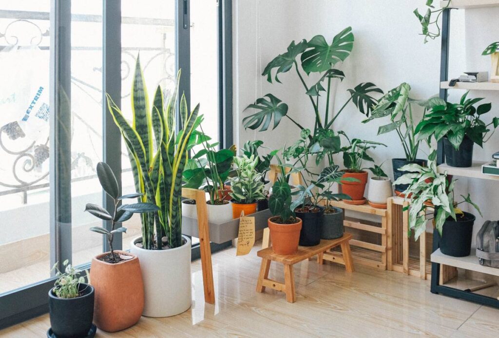 Indoor Plants Are Healthy