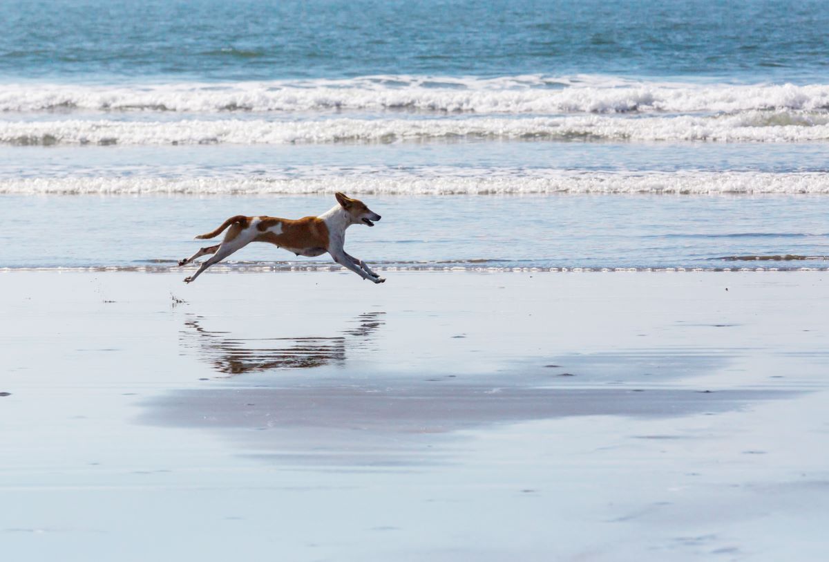 Seacliff dog friendly beach
