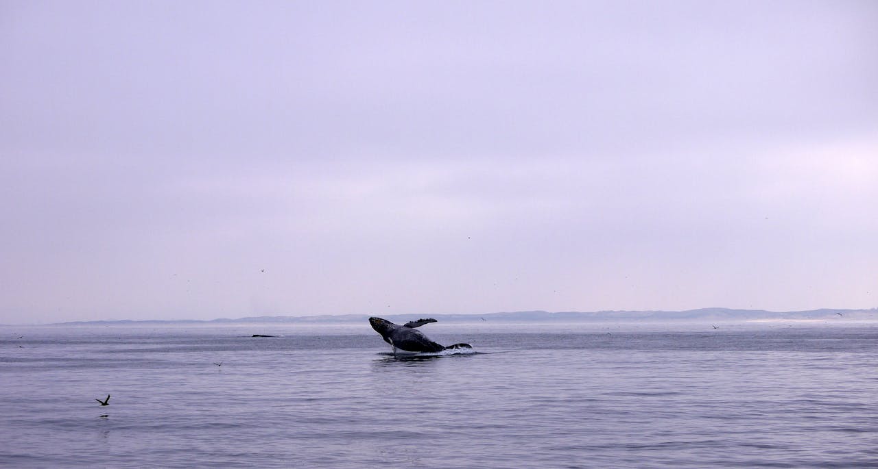 whale watching charleston