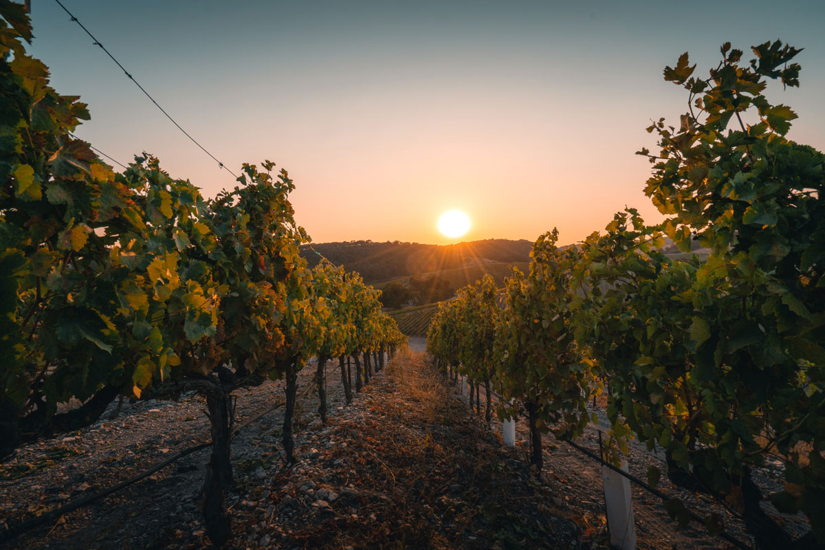 Paso Robles vineyard