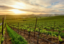 Experiences in napa valley