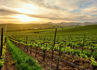 Experiences in napa valley