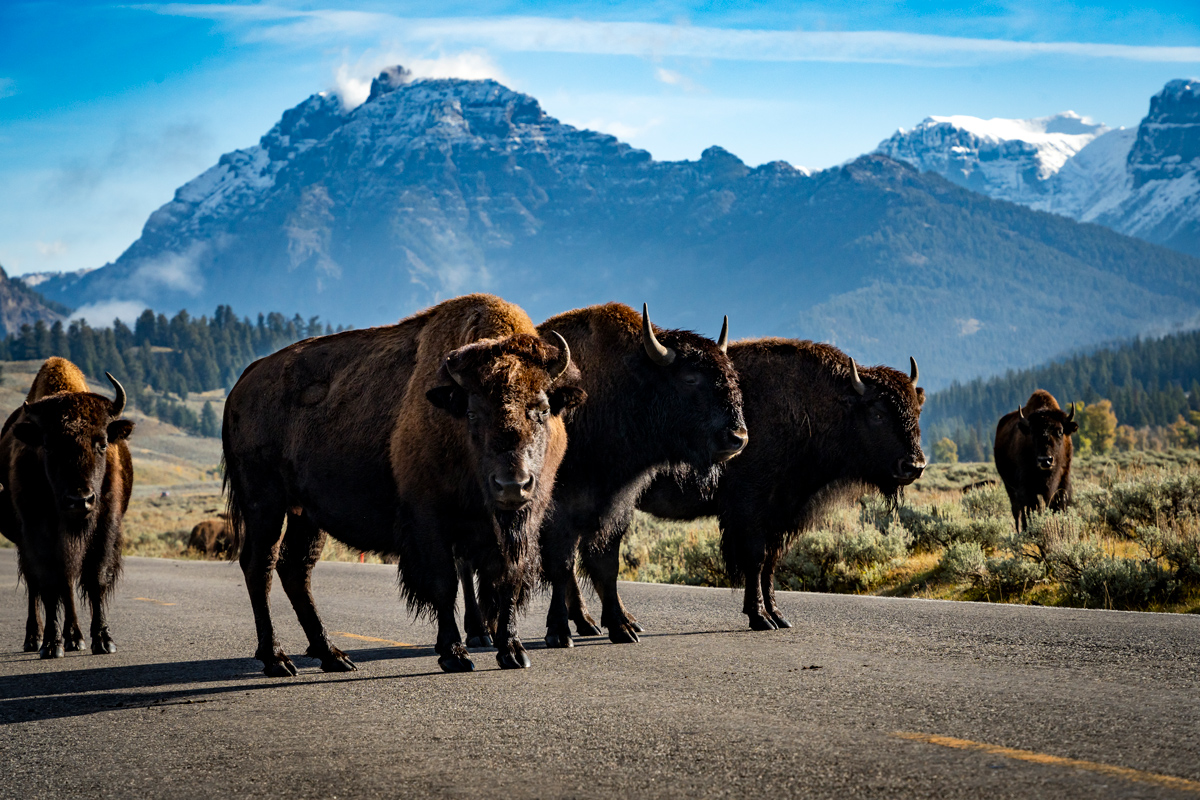 Scenic Drives in USA National Parks