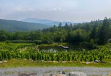 Vinyard Quebec