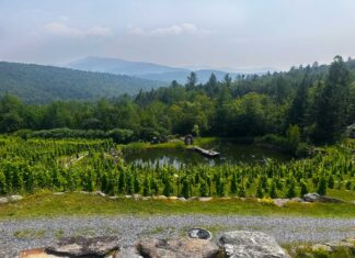 Vinyard Quebec