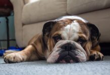 English Bulldog – All You Need to Know About This Iconic Breed English Bulldog
